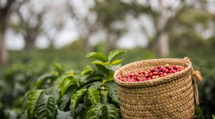 ¿Cómo afecta la altura al sabor del café?