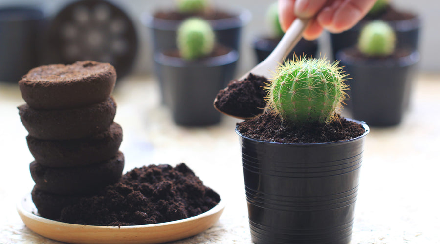 El café como abono, su proceso y beneficios