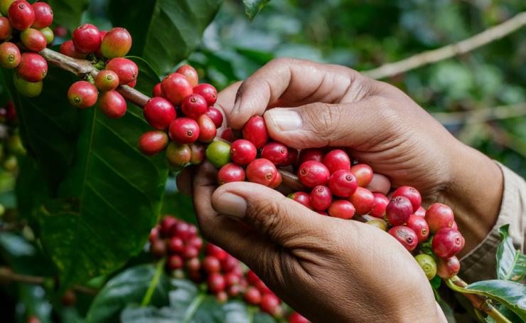 Café origen Perú: Las Características de una tierra fértil para esta bebida