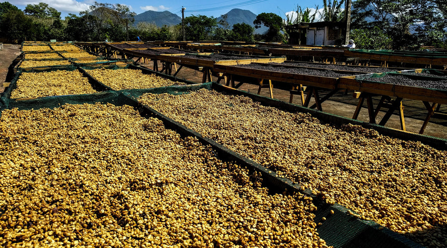 Finca El Salvador: Un café con historia