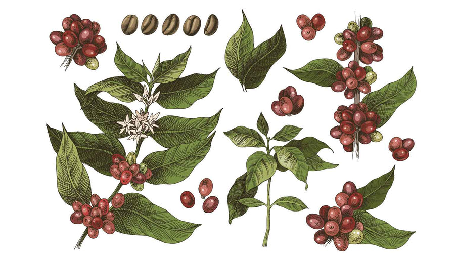 ¿Puedo cultivar una planta de café en mi casa?