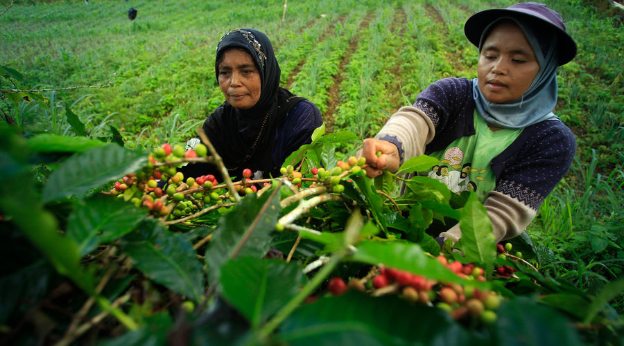 La mujer en el café