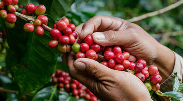 Café origen Perú: Las Características de una tierra fértil para esta bebida