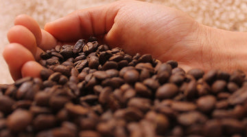 Diferencias entre granos de café Robusta y Arábica