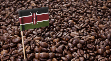 Café Origen Africano Kenya: El representante cultural de África